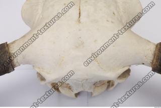 animal skull 0075